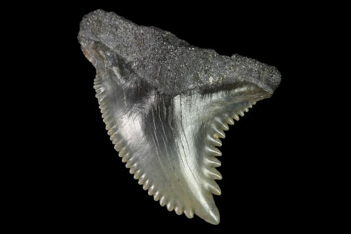 Snaggletooth Shark (Hemipristis) Tooth #143895